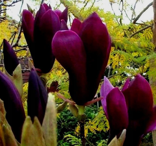 NAJtmavšia magnólia LILIFLORA NIGRA, MRAZUVZDORNÁ